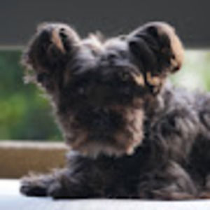 Meet your Posher, Ariana